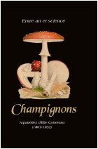 Entre art et science, champignons, aquarelles d´&Eacute;lie Cottereau