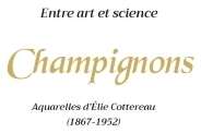 Entre art et science, champignons, aquarelles d´&Eacute;lie Cottereau